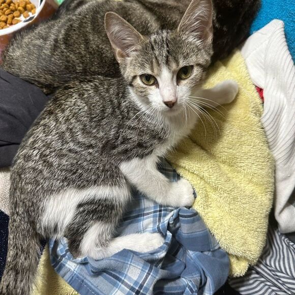 Purchases go towardsmyfoster kittens and cats as well as to catch up onmy house - Picture 4 of 10